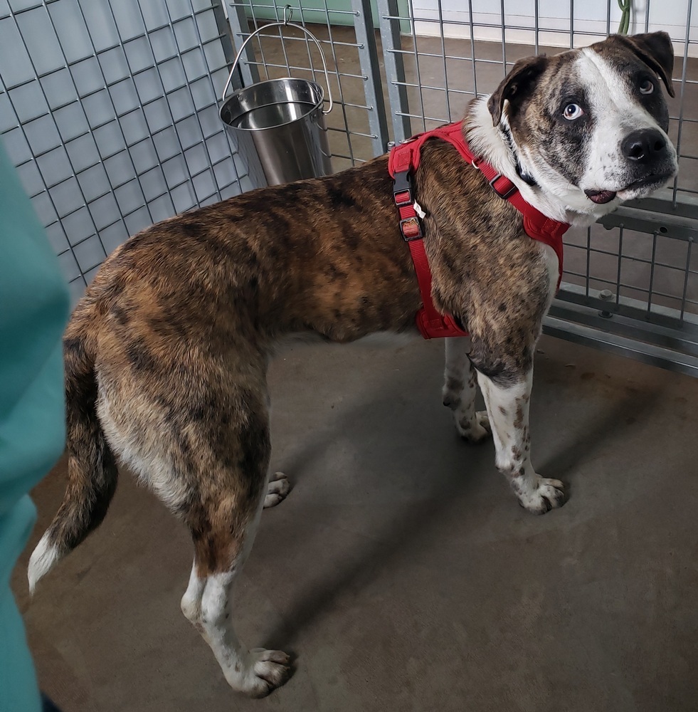 Burt, an adoptable Catahoula Leopard Dog in Challis, ID, 83226 | Photo Image 5