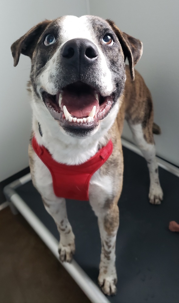 Burt, an adoptable Catahoula Leopard Dog in Challis, ID, 83226 | Photo Image 6