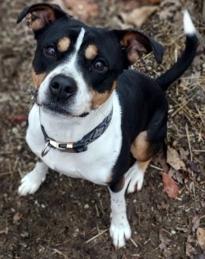 Becca, Adult Female Beagle