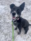 Bella