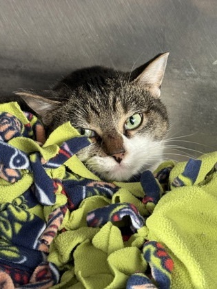 Sunday *Barn cat*, an adoptable Domestic Short Hair in Rhinelander, WI, 54501 | Photo Image 1