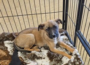 Denim, Baby Female Shepherd