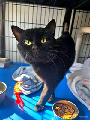 Nosferatu, Senior Male Domestic Short Hair