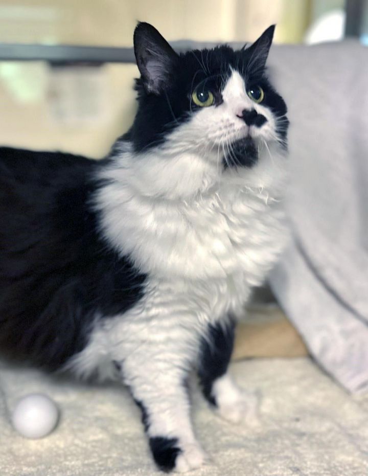 Kitty Coco Puff 6