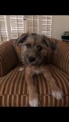 Abby photo 3