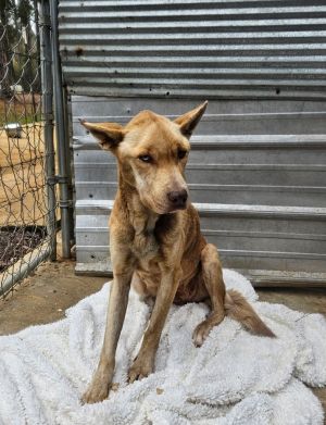 Maia, Adult Female Terrier