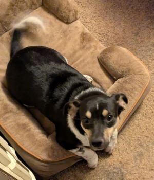 Allison, Adult Female Mixed Breed