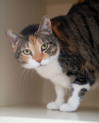 Margie, an adoptable Domestic Short Hair in Pequot Lakes, MN, 56472 | Photo Image 1