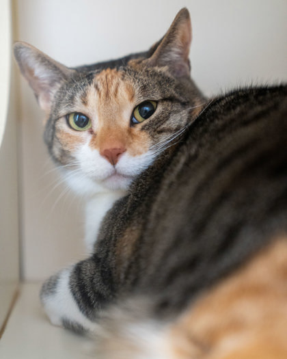 Margie, an adoptable Domestic Short Hair in Pequot Lakes, MN, 56472 | Photo Image 2