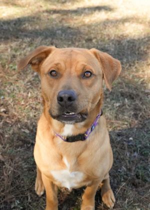 Meet Ian a 2-year-old mixed breed whos ready to find his forever home Ian may be shy at first bu