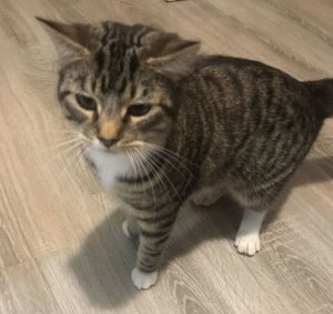 Kouki, Young Female Domestic Short Hair