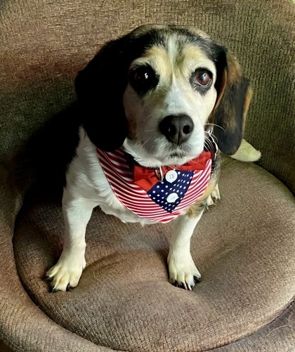 Stella