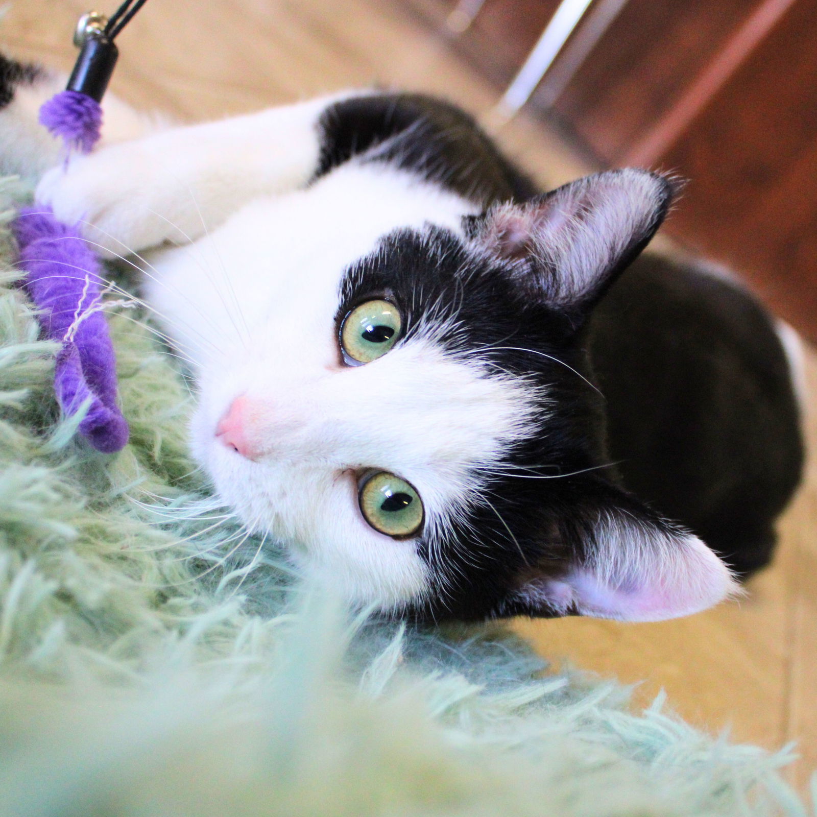 Ron, an adoptable Domestic Short Hair in Laramie, WY, 82073 | Photo Image 2