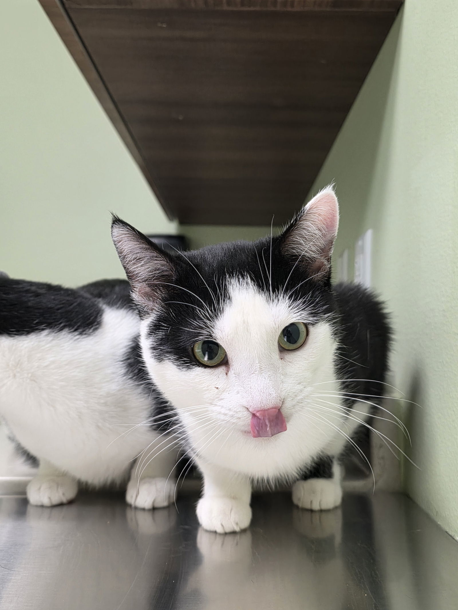 Ron - I'm an AC kitty!, an adoptable Domestic Short Hair in Laramie, WY, 82073 | Photo Image 2