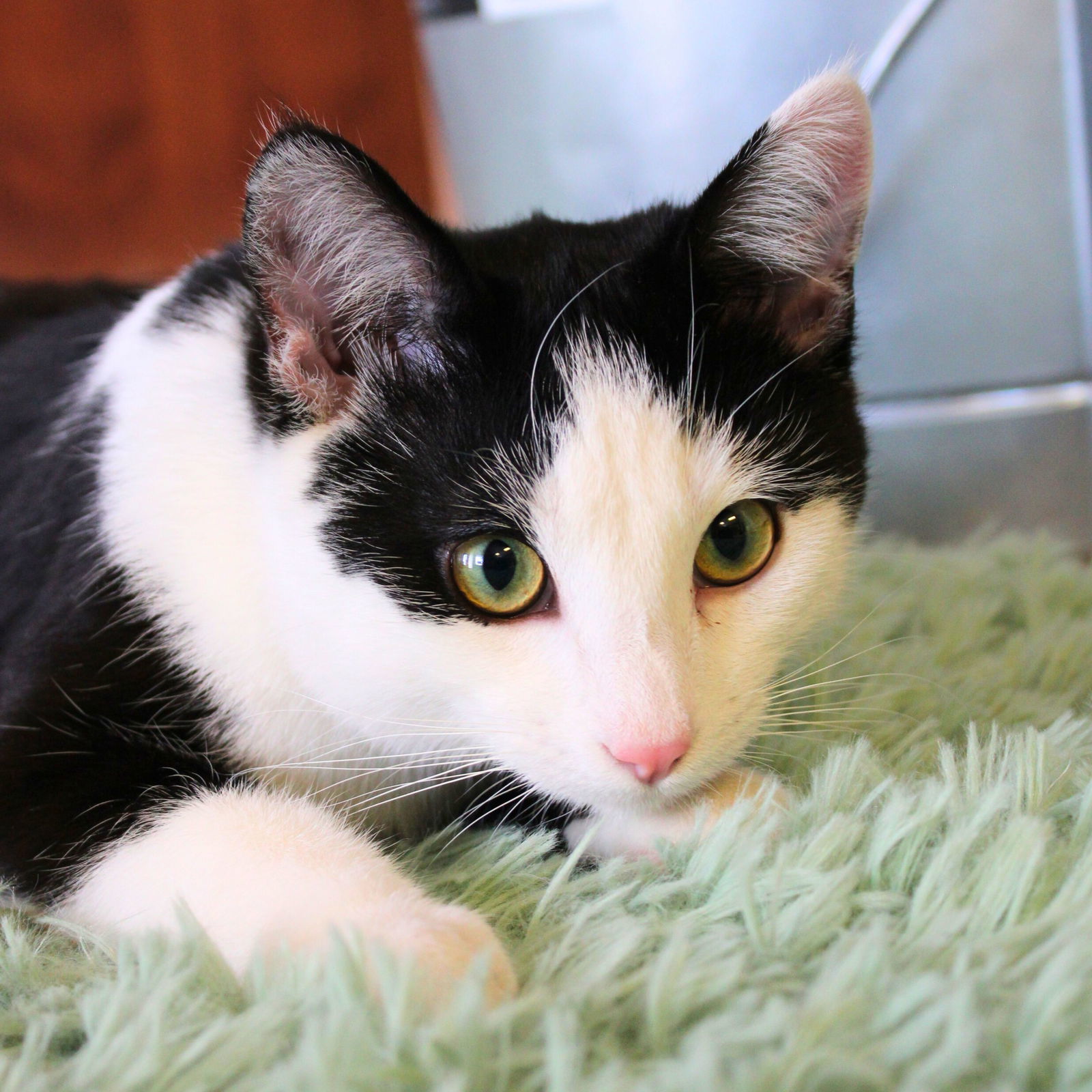 Ron, an adoptable Domestic Short Hair in Laramie, WY, 82073 | Photo Image 3