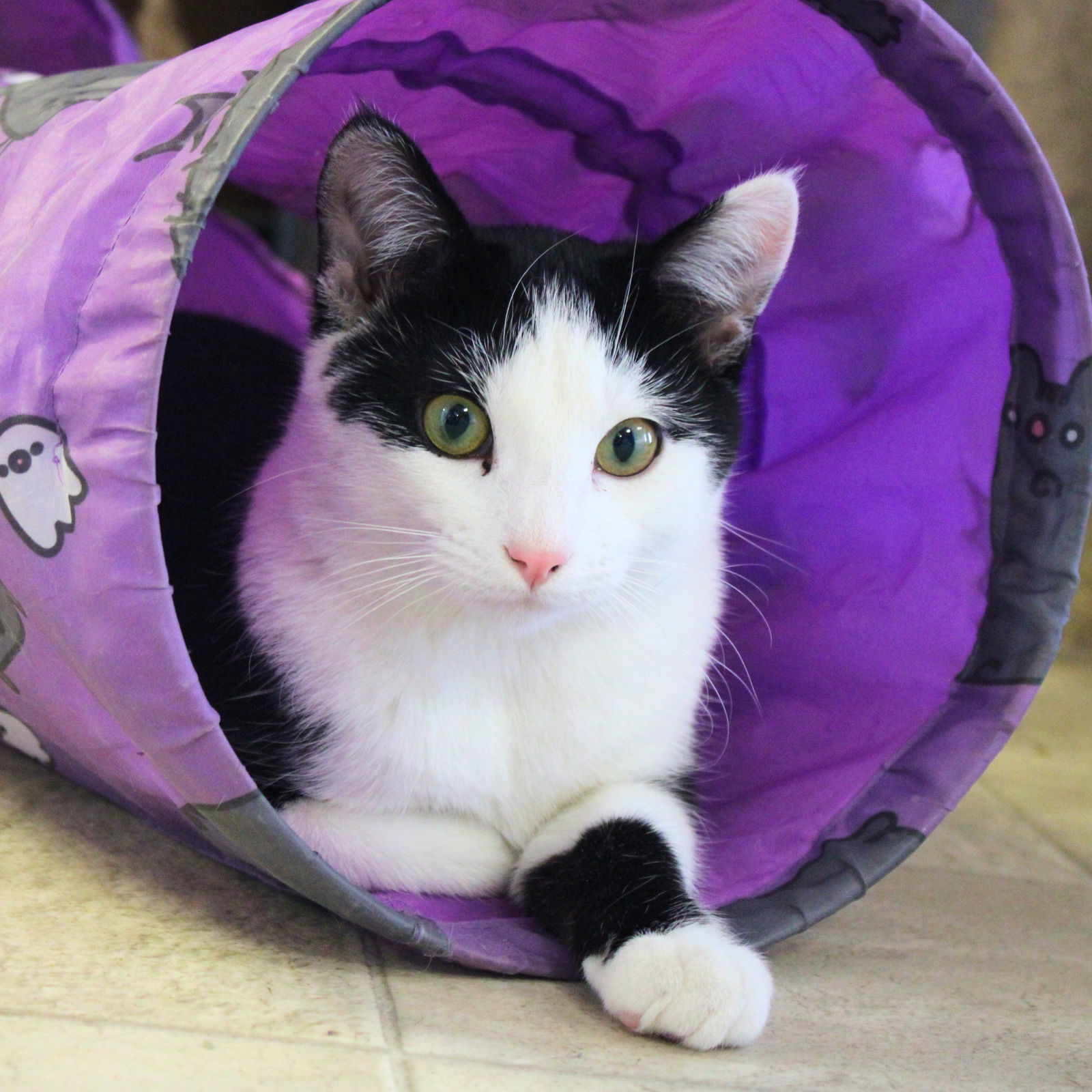 Ron - I'm an AC kitty!, an adoptable Domestic Short Hair in Laramie, WY, 82073 | Photo Image 3
