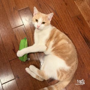Cocoa Puff, Young Female Domestic Short Hair