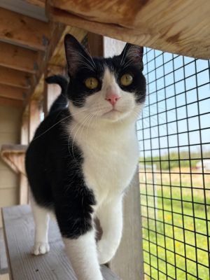 Zoe, Adult Female Domestic Short Hair