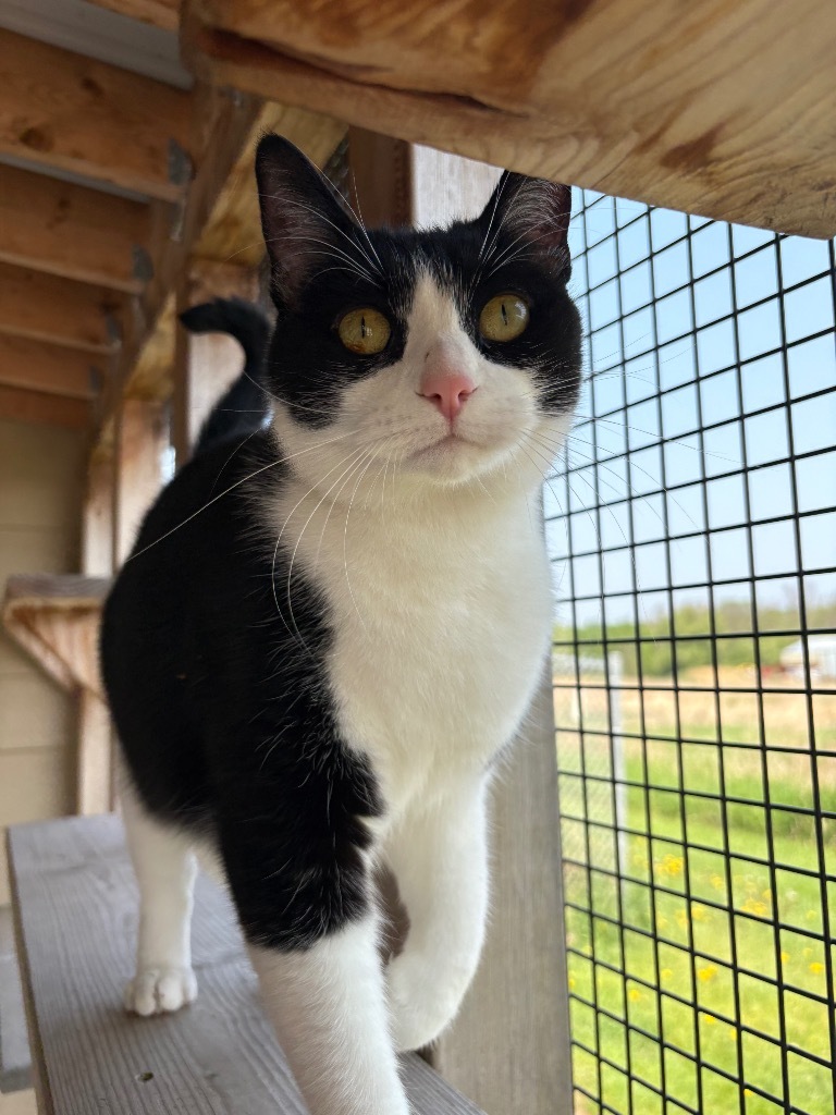 Zoe, an adoptable Domestic Short Hair in Ashland, WI, 54806 | Photo Image 1