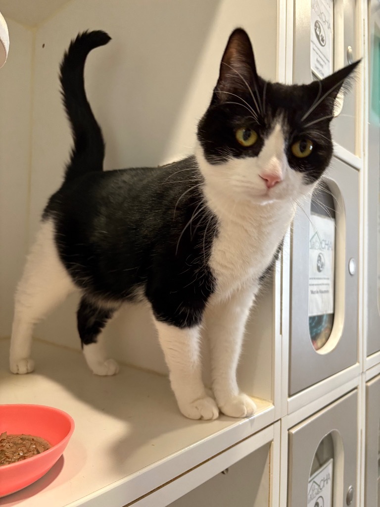 Zoe, an adoptable Domestic Short Hair in Ashland, WI, 54806 | Photo Image 2