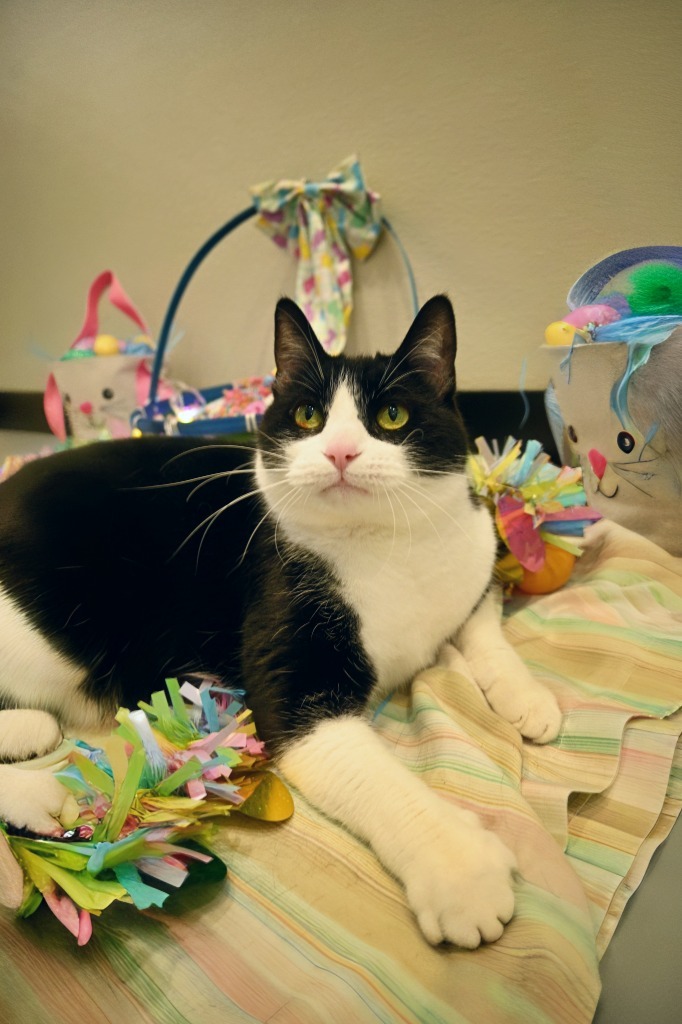 Zoe, an adoptable Domestic Short Hair in Ashland, WI, 54806 | Photo Image 3