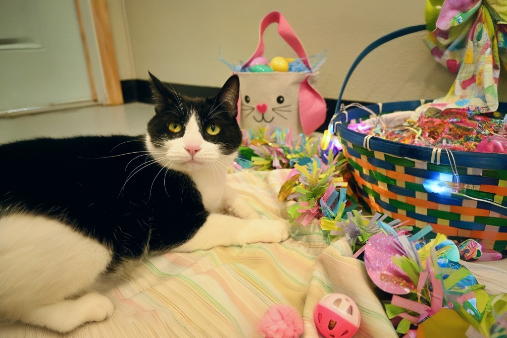 Zoe, an adoptable Domestic Short Hair in Ashland, WI, 54806 | Photo Image 4