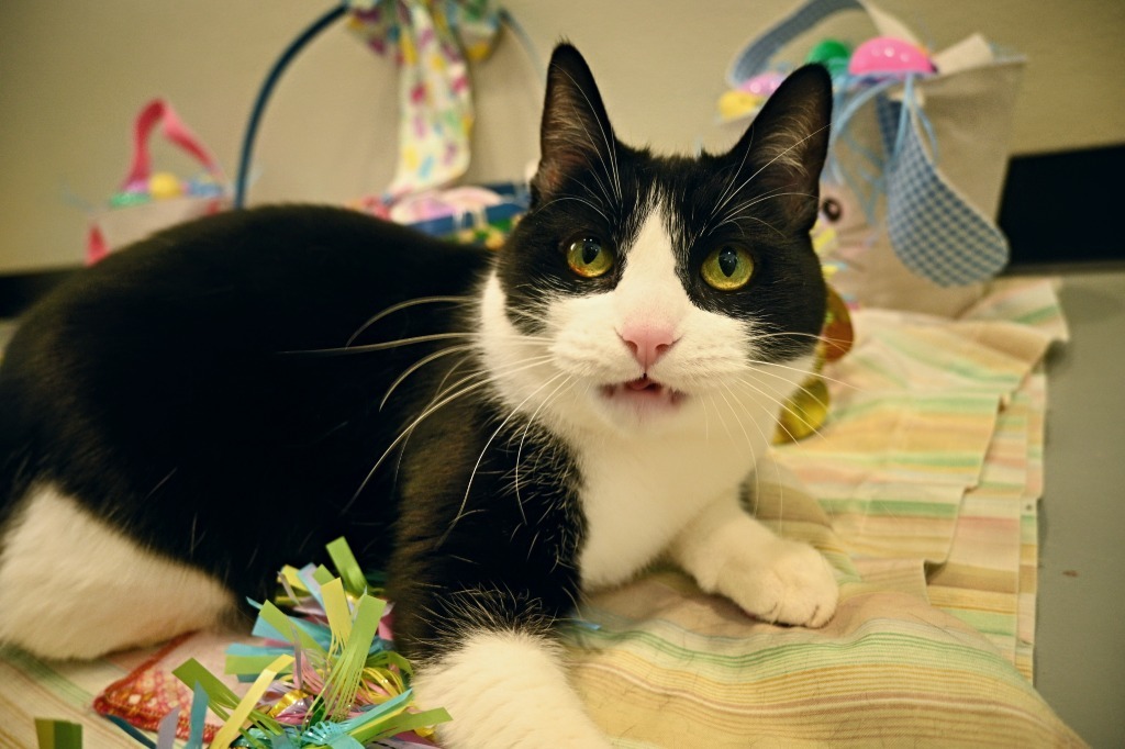 Zoe, an adoptable Domestic Short Hair in Ashland, WI, 54806 | Photo Image 5