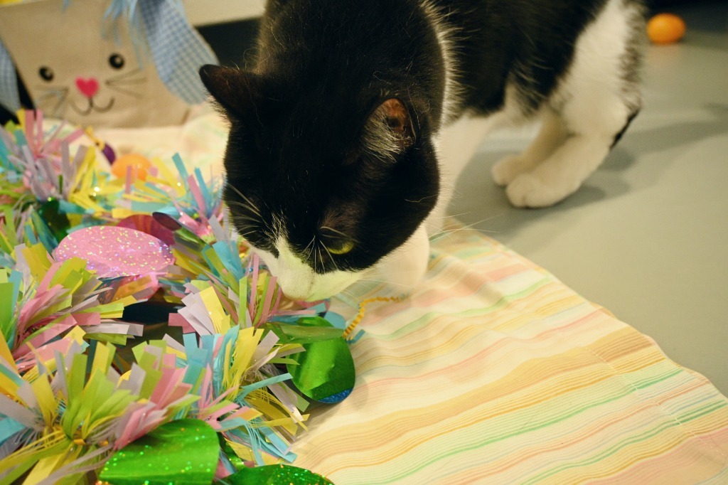 Zoe, an adoptable Domestic Short Hair in Ashland, WI, 54806 | Photo Image 5