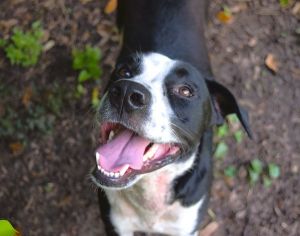 Ramone, Young Male Australian Cattle Dog / Blue Heeler