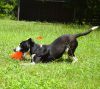 Ramone photo 2