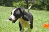 Ramone photo 3