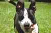Ramone photo 4