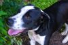 Ramone photo 6