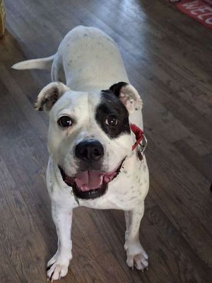 Meet Beautiful ROCKY - SO EASY to KEEP Not dog aggressive Sweetest Dog in the World - Beautiful gr