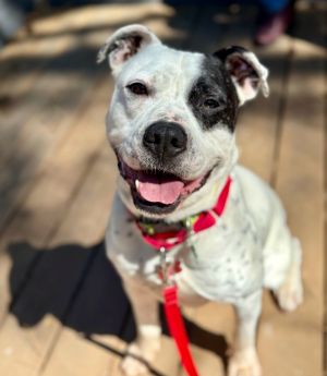 Meet Charlie - The Sweetest Dog in the World Looking for his Forever Home Charlie is a beautiful jo