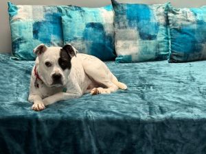 Meet Rocky - The Sweetest Dog in the World Looking for his Forever Home Rocky is a beautiful joyful