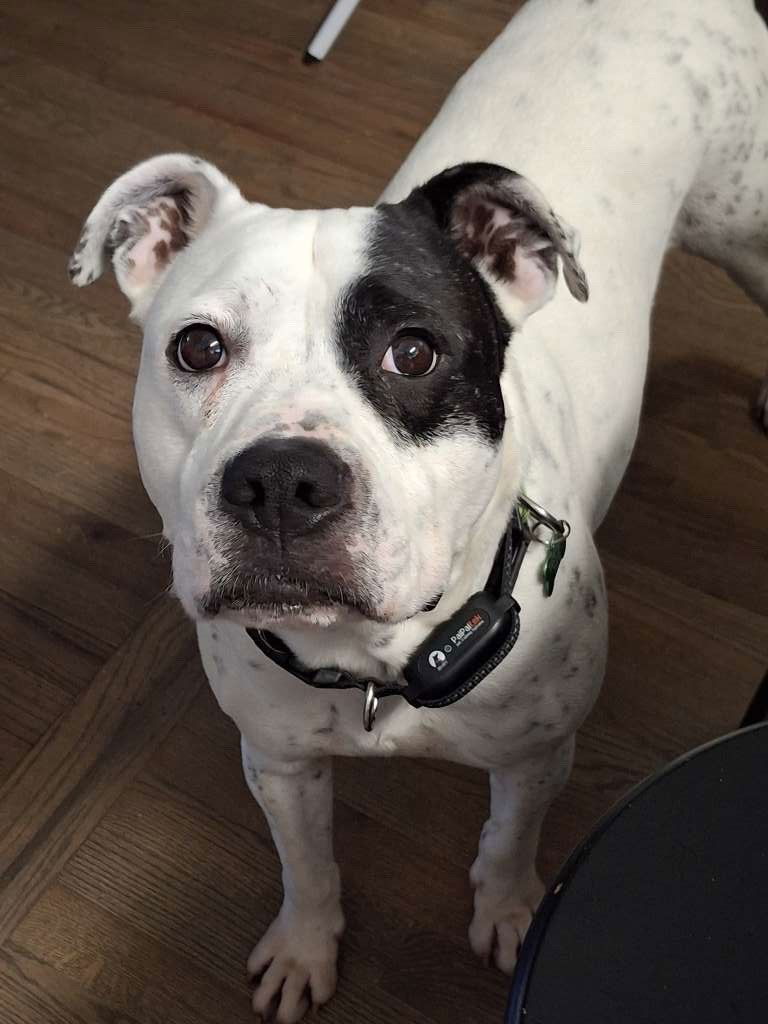 Rocky- Am. Bull Dog - $300/mo For FOSTER