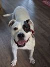 ROCKY All Ears for Love, Even if He Can't Hear photo 3