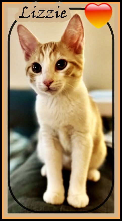 LIZZIE has a pending adoption