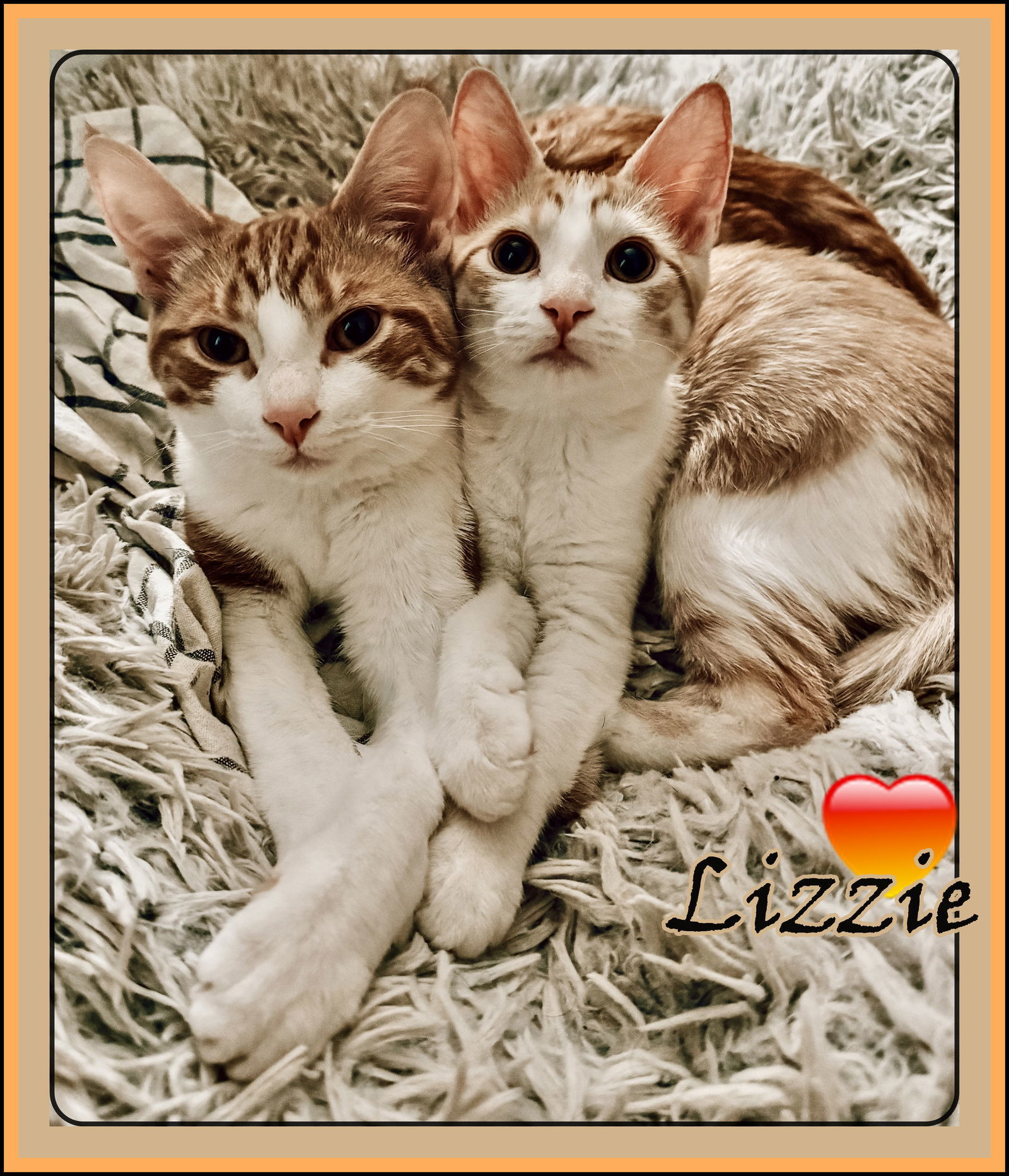 LIZZIE has a pending adoption