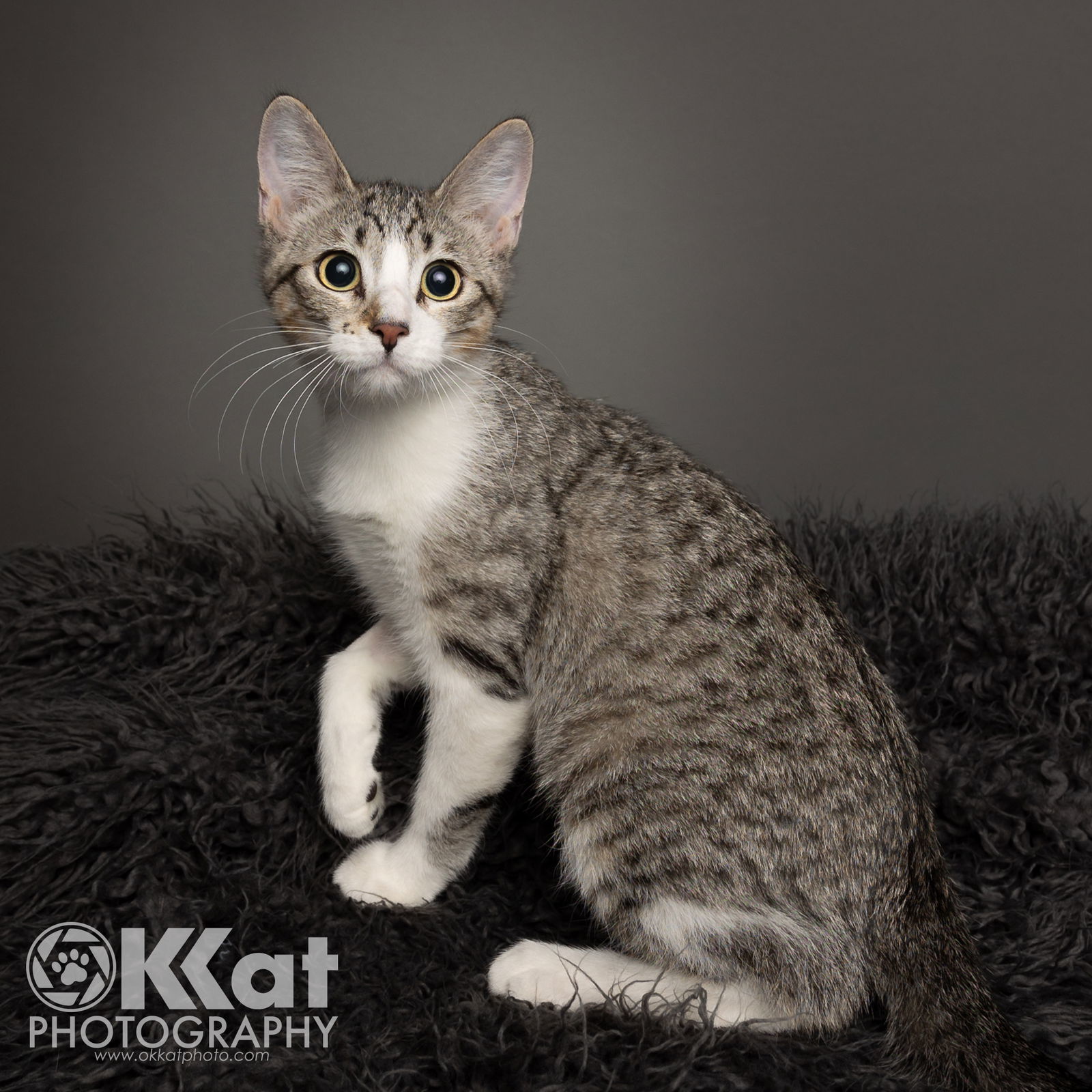 Chessie, an adoptable Domestic Short Hair in Crescent, OK, 73028 | Photo Image 1