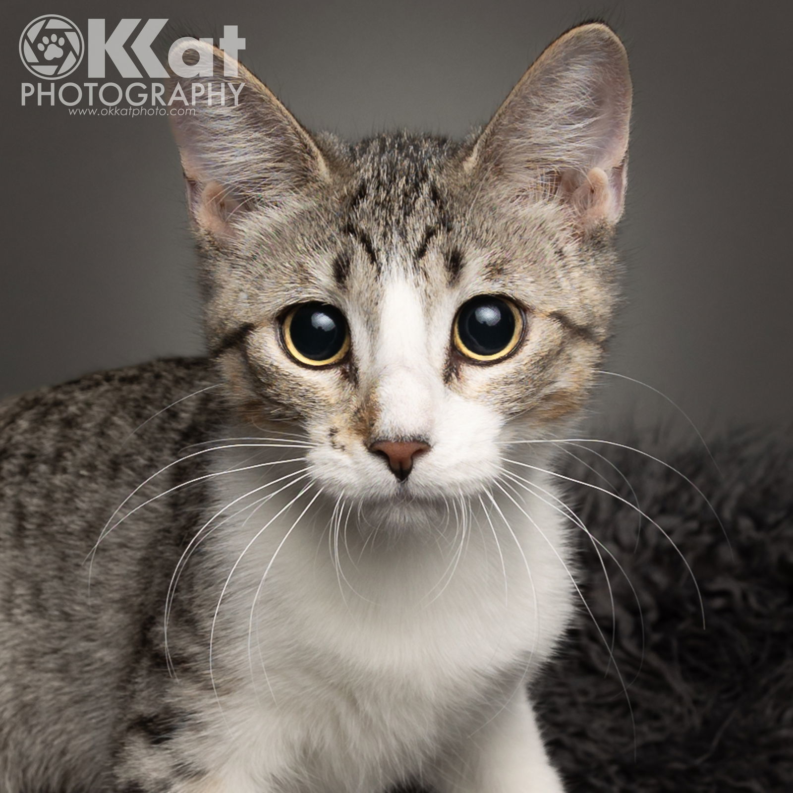 Chessie, an adoptable Domestic Short Hair in Crescent, OK, 73028 | Photo Image 2