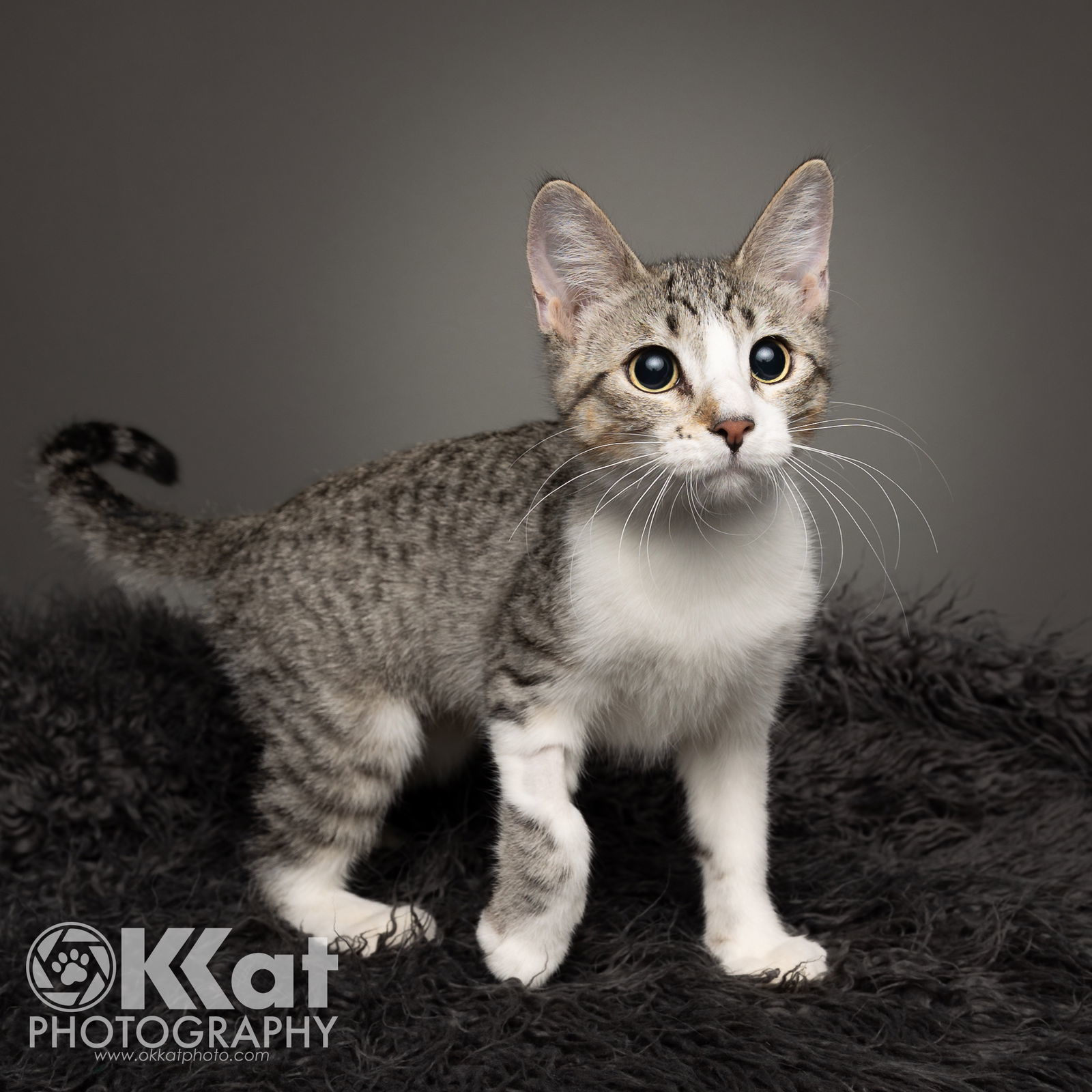 Chessie, an adoptable Domestic Short Hair in Crescent, OK, 73028 | Photo Image 3