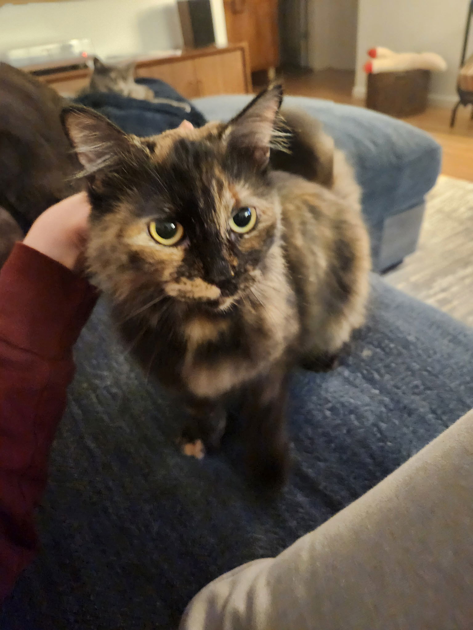 PIXIE