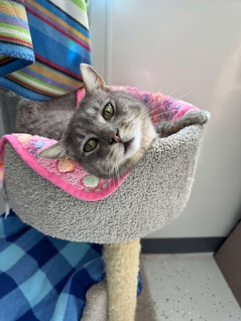Greyson, an adoptable Domestic Short Hair in Brookings, OR, 97415 | Photo Image 1