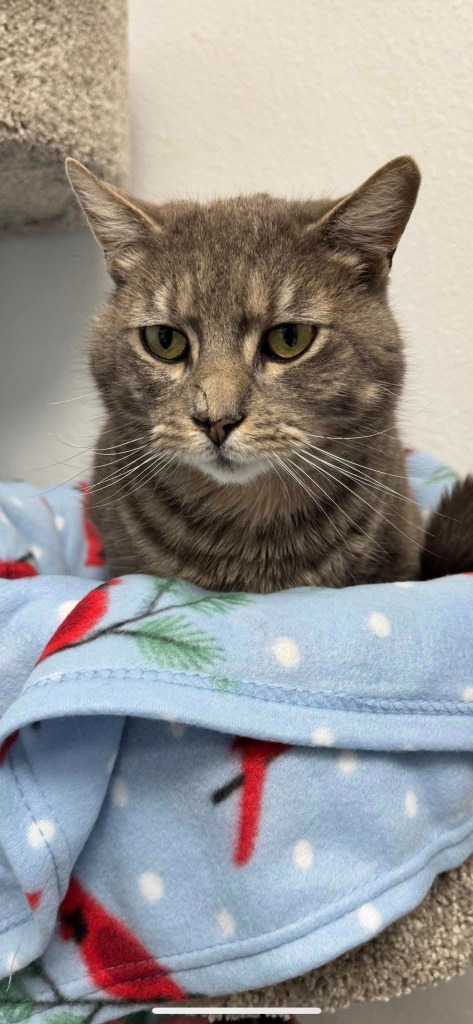Greyson, an adoptable Domestic Short Hair in Brookings, OR, 97415 | Photo Image 2