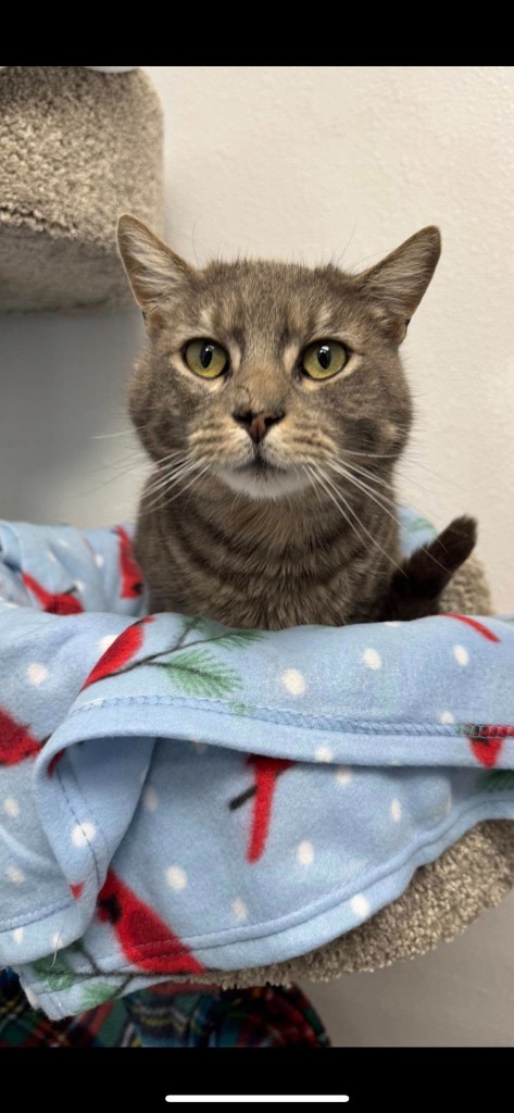 Greyson, an adoptable Domestic Short Hair in Brookings, OR, 97415 | Photo Image 3