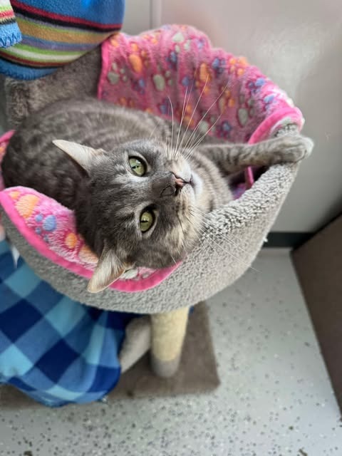 Greyson, an adoptable Domestic Short Hair in Brookings, OR, 97415 | Photo Image 4