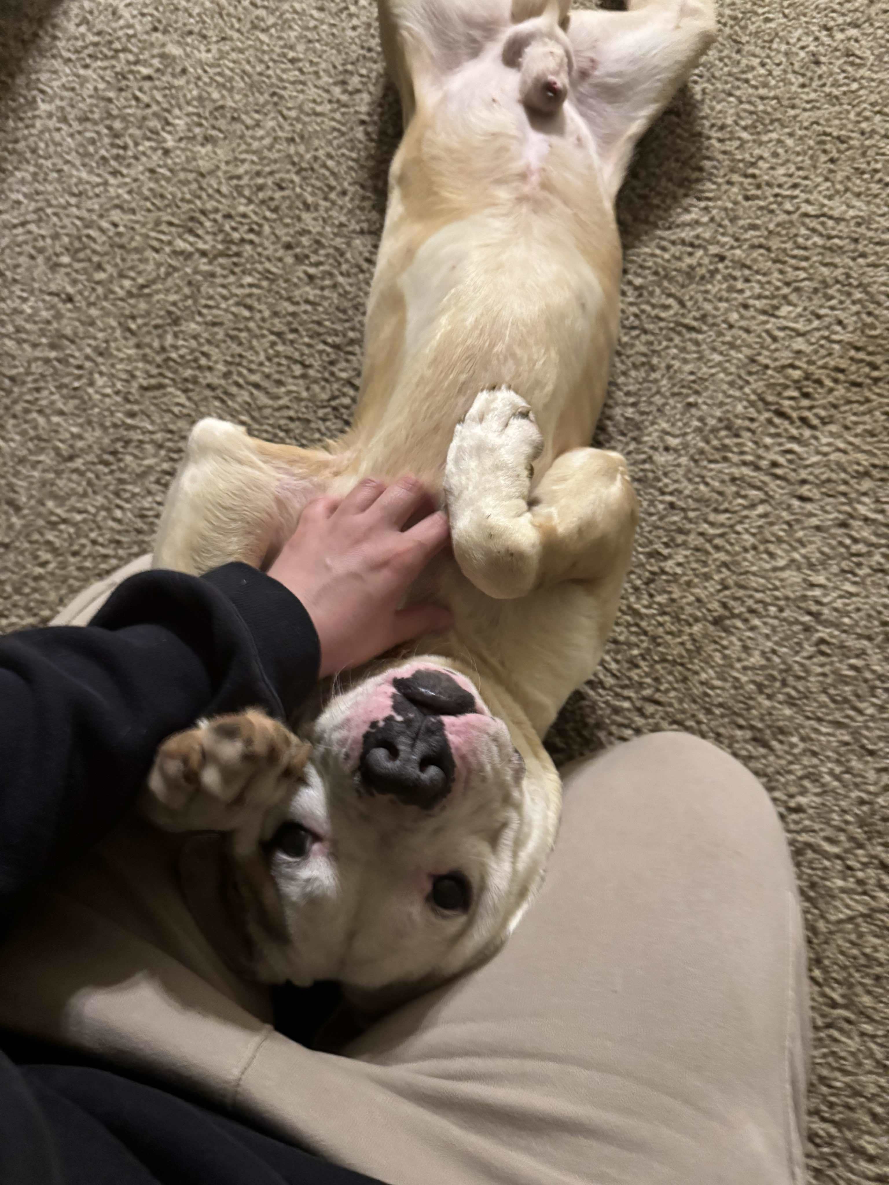Thad, an adoptable Pit Bull Terrier, American Bulldog in Arlee, MT, 59821 | Photo Image 1