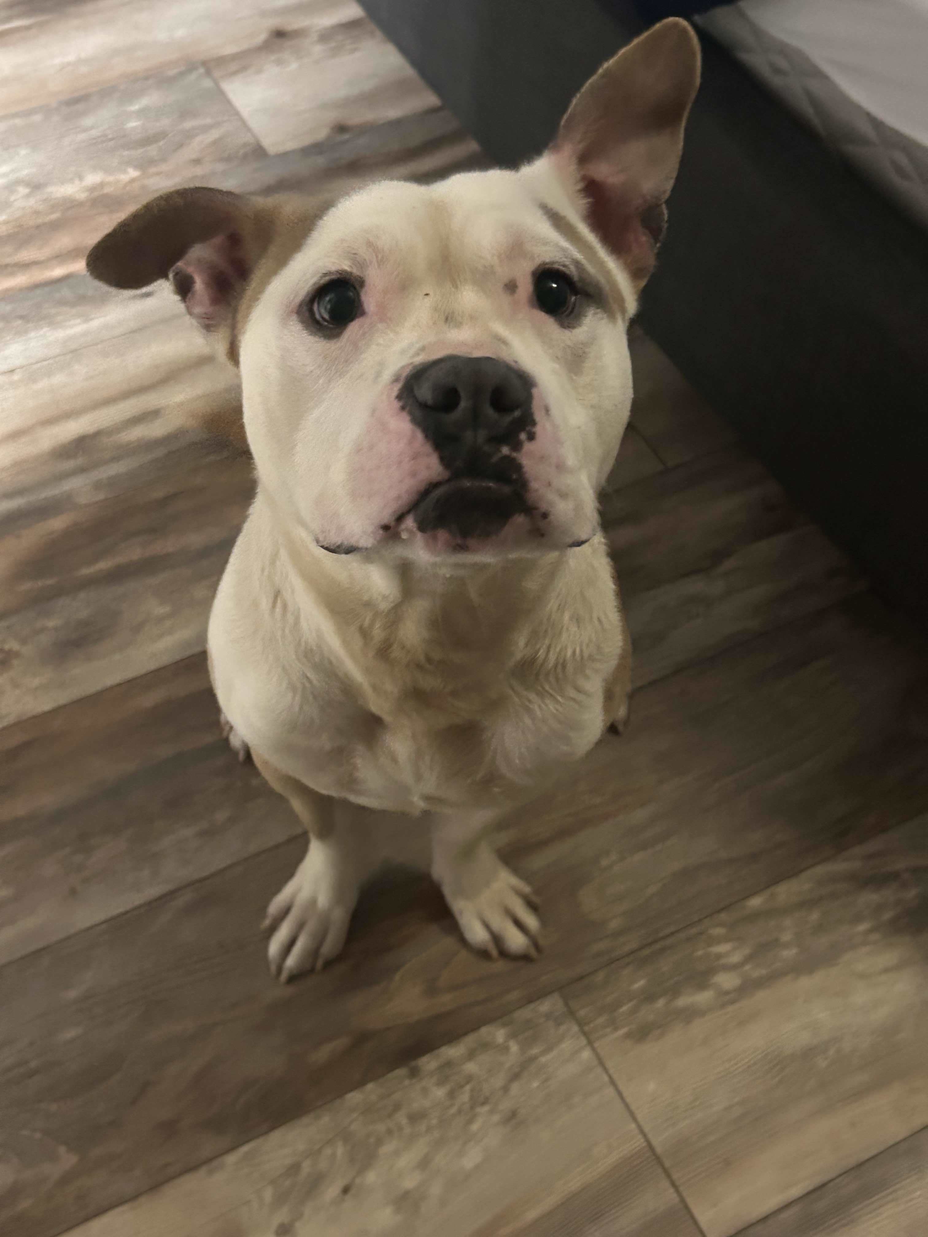 Thad, an adoptable Pit Bull Terrier, American Bulldog in Arlee, MT, 59821 | Photo Image 2